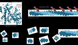 Image result for actin�geafo