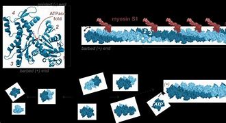 Image result for actin�g4afo