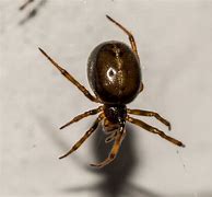 Image result for Steatoda