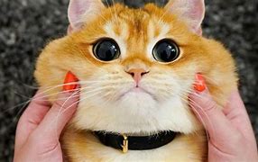 Image result for Cute Cat Happy Face