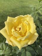 Image result for Yellow Tea Rose