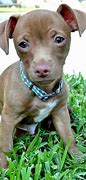Image result for Small Pit Bulls Mix