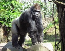 Image result for Gorilla Pics