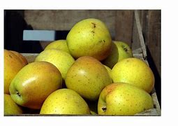 Image result for Yellow Apple Fruit