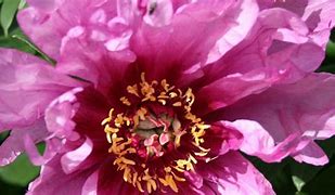 Image result for Paeonia itoh First Arrival