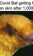 Image result for Giant Bat Meme