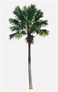 Image result for Palm Tree Photoshop