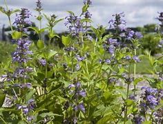 Image result for Nepeta subsessilis Cool Cat
