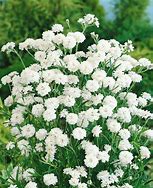 Image result for Achillea ptarmica The Pearl
