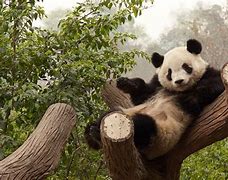 Image result for Panda Sitting On a Tree
