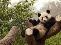 Image result for Panda Sitting Down