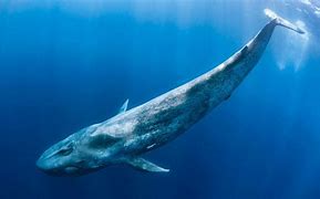 Image result for The Largest Animal in the World
