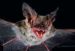 Image result for Greater Long-Eared Bat