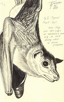 Image result for Tiny Cartoon Fruit Bat