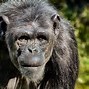 Image result for Ripped Bondo Apes