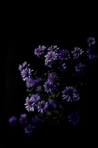 Image result for Aesthetic Dark Floral Wallpapers