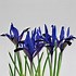 Image result for Iris reticulata Blue Note