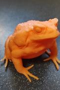 Image result for Side View Cane Toad