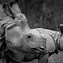 Image result for photo rhinoceros