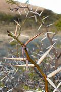 Image result for Africam Thorns