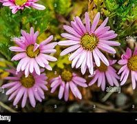 Image result for Dendranthema rubellum Mary Stoker