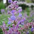 Image result for Nepeta racemosa Grol