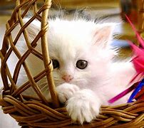 Image result for Adorable Baby Kittens