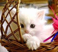 Image result for Adorable Baby Kittens