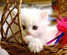 Image result for Very Cute Baby Kittens