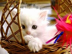 Image result for Cute Wallpapers of Cats