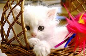 Image result for So Cute Cats