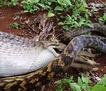 Image result for Snake Eating a Pig