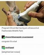 Image result for Bat Call Meme