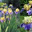 Image result for Iris germanica Edith Woolfort