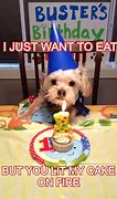 Image result for Funny Dog Birthday Memes