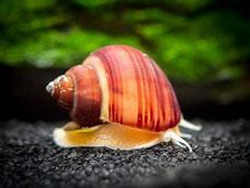 Image result for Purple Apple Snail