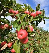 Image result for Apple Orchard California