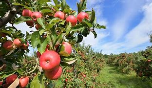 Image result for Apple Orchard in Fall