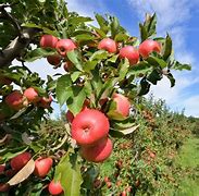 Image result for Virginia Apple Orchards