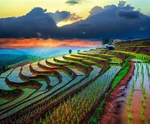 Image result for Chiang Mai Agricultural Farm