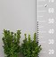 Image result for BUXUS SEMPERVIRENS struik (brugse)