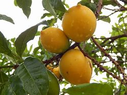 Image result for Hawaii Fruits Tropical Fruit