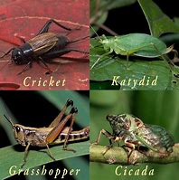 Image result for Katydid Cricket
