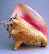 Image result for Conch Shell