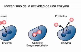 Image result for enzima