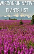 Image result for Wisconsin Plants with Pickers