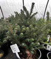 Abies koreana Alpine Star માટે ઇમેજ પરિણામ