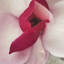 Image result for Magnolia Franks Masterpiece