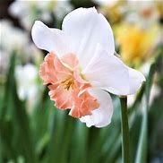 Image result for Narcissus Precocious