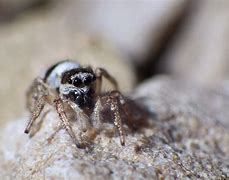 Image result for Mouse Spider USA